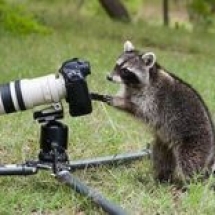 Northern Racoon in Texas Hill Country, Comfort Texas