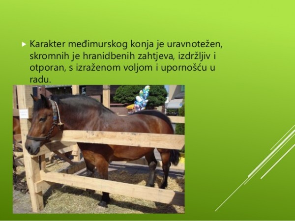 konj međimurec
