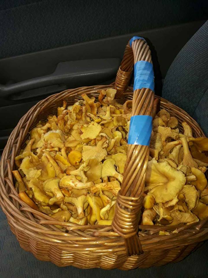 lisičke