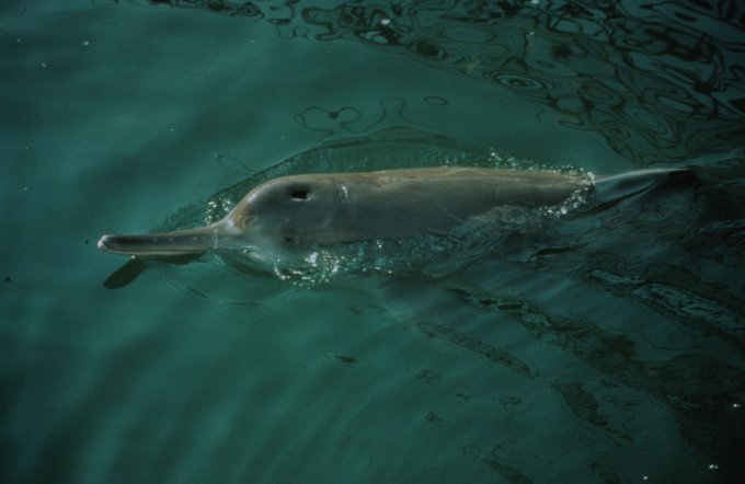 baiji delfin