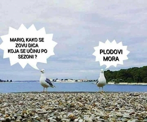 plodovi mora