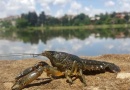Mramorni rak (Procambarus virginalis)