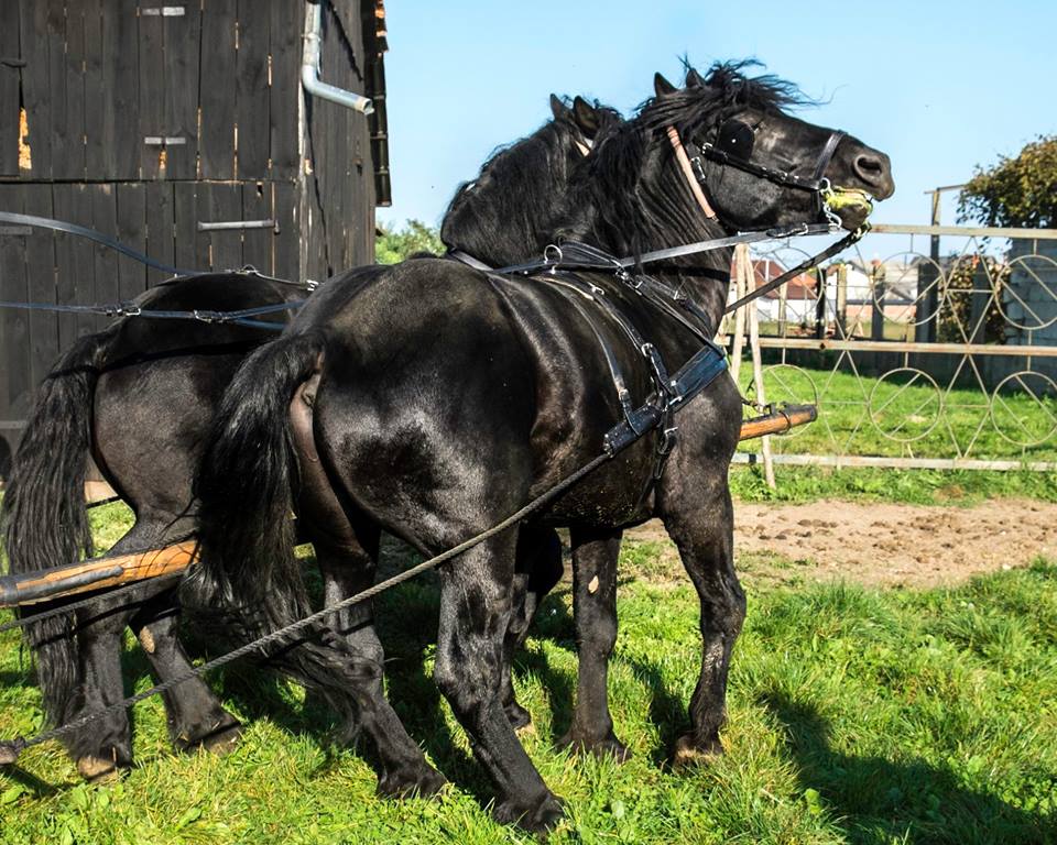 MEĐIMURSKI KONJ - MURAKÖZI LÓ - MEDJIMURJE HORSE
