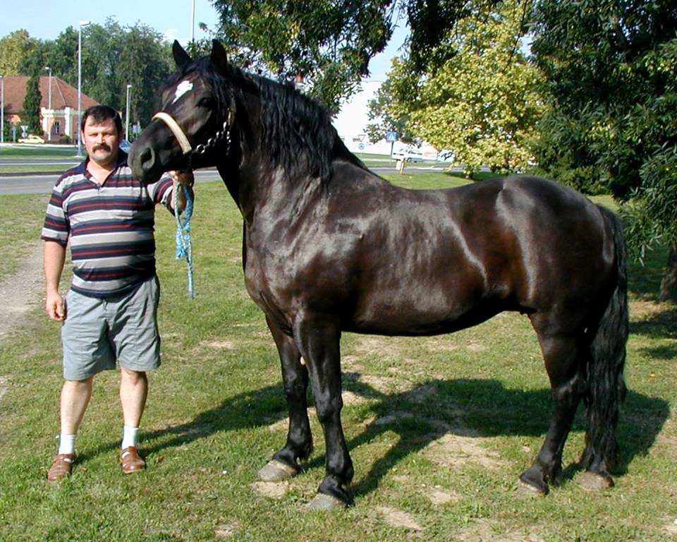 MEĐIMURSKI KONJ - MURAKÖZI LÓ - MEDJIMURJE HORSE