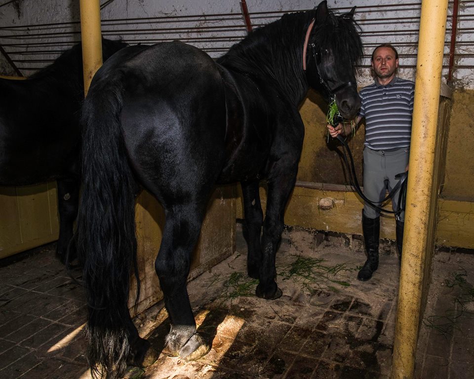 MEĐIMURSKI KONJ - MURAKÖZI LÓ - MEDJIMURJE HORSE