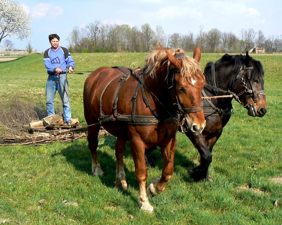 MEĐIMURSKI KONJ - MURAKÖZI LÓ - MEDJIMURJE HORSE