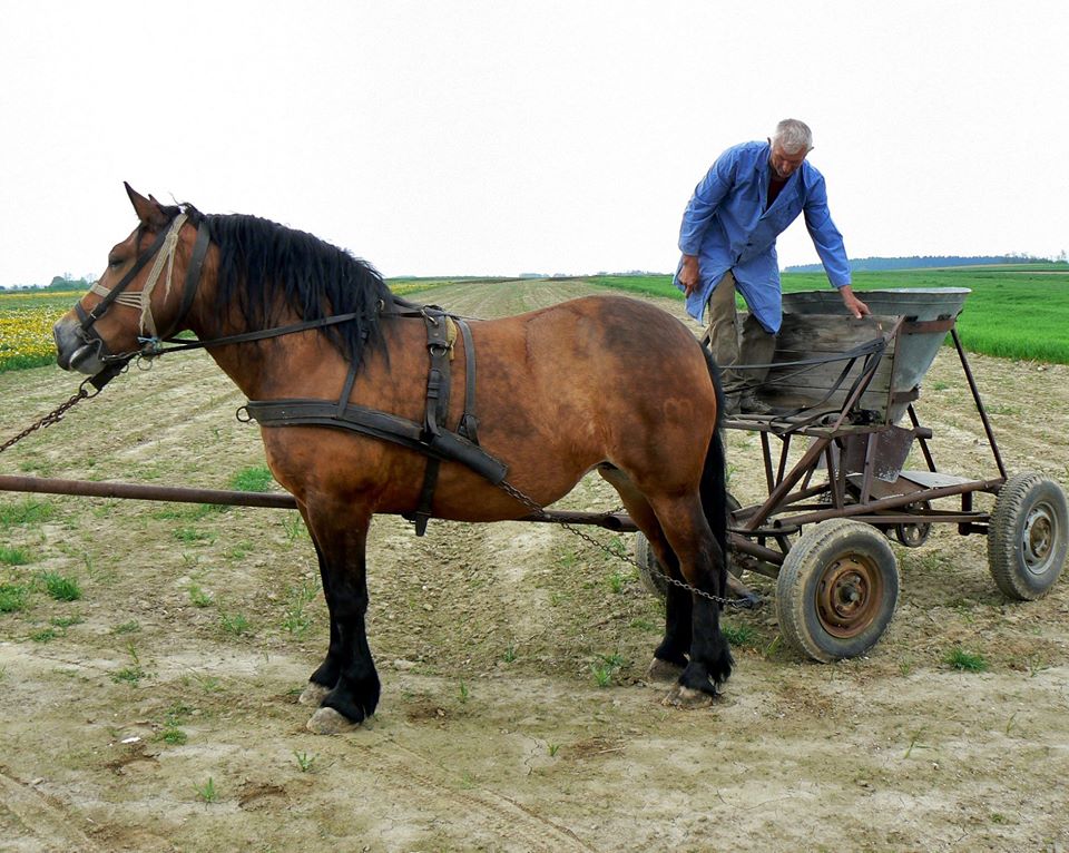 MEĐIMURSKI KONJ - MURAKÖZI LÓ - MEDJIMURJE HORSE