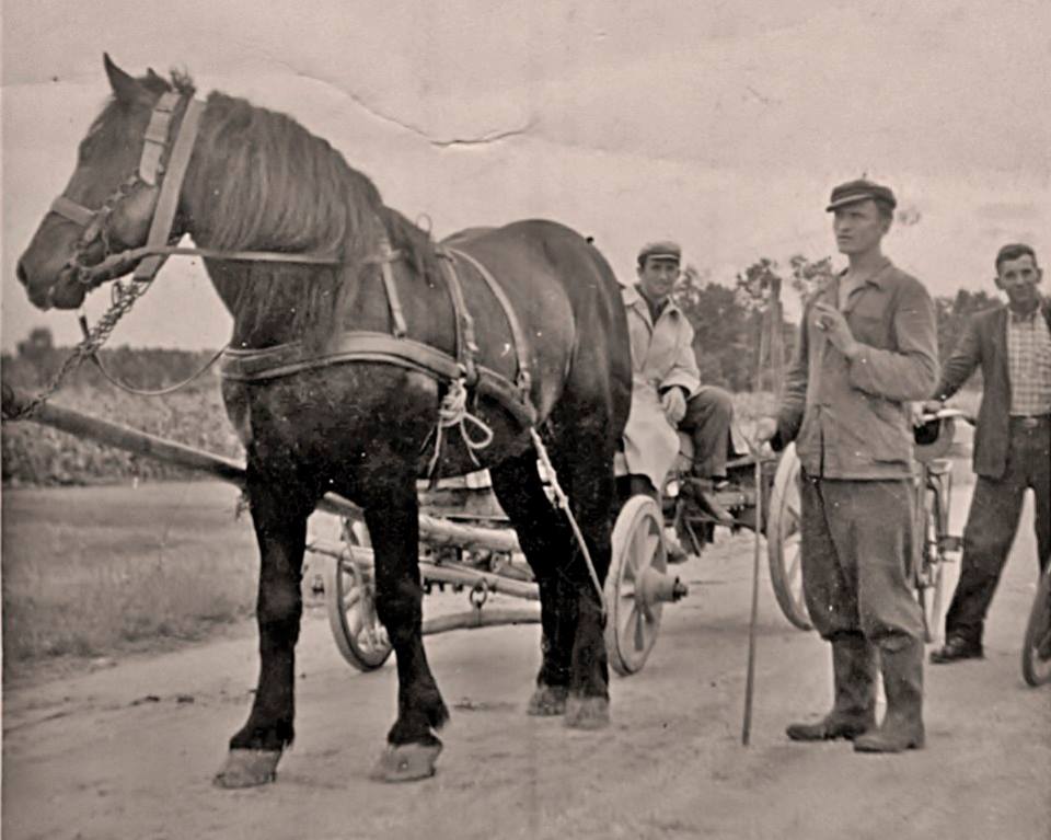 MEĐIMURSKI KONJ - MURAKÖZI LÓ - MEDJIMURJE HORSE