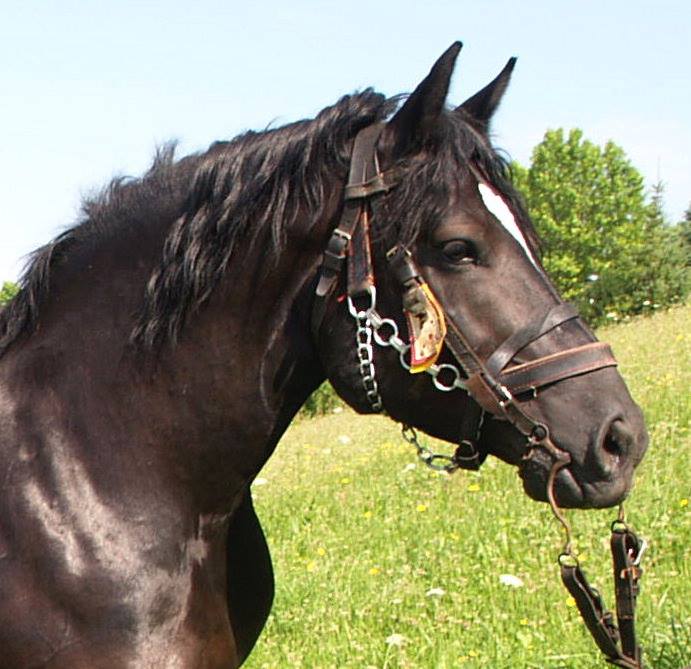MEĐIMURSKI KONJ - MURAKÖZI LÓ - MEDJIMURJE HORSE