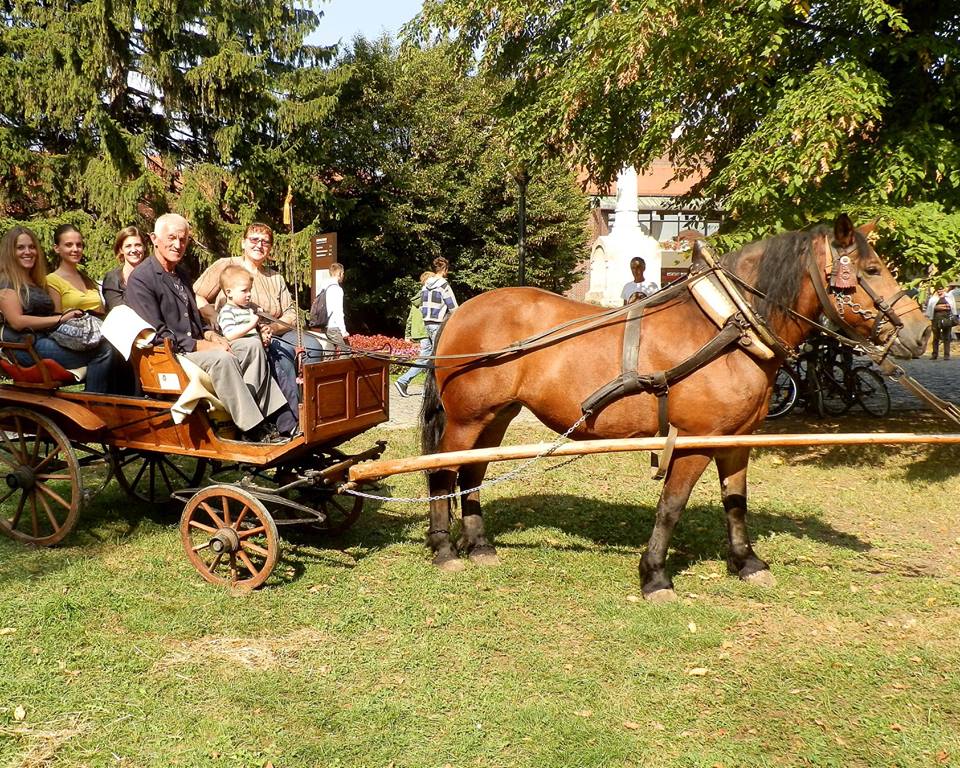 MEĐIMURSKI KONJ - MURAKÖZI LÓ - MEDJIMURJE HORSE