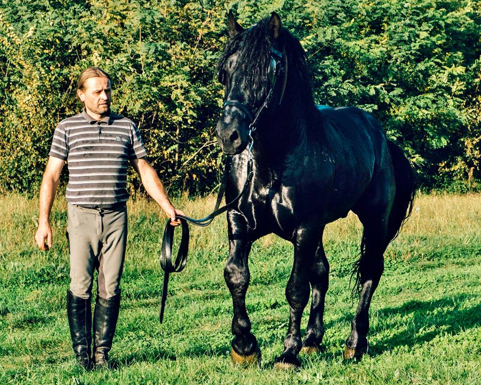 MEĐIMURSKI KONJ - MURAKÖZI LÓ - MEDJIMURJE HORSE