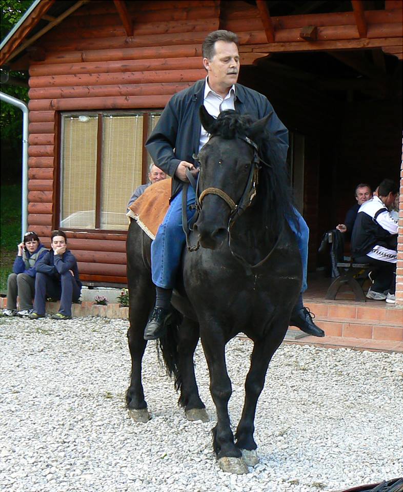 MEĐIMURSKI KONJ - MURAKÖZI LÓ - MEDJIMURJE HORSE