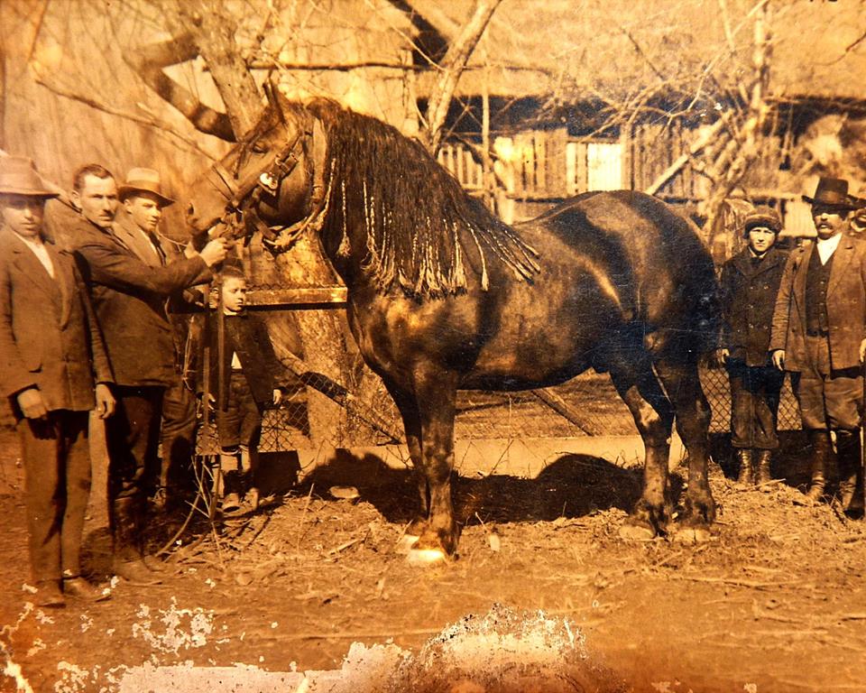 MEĐIMURSKI KONJ - MURAKÖZI LÓ - MEDJIMURJE HORSE