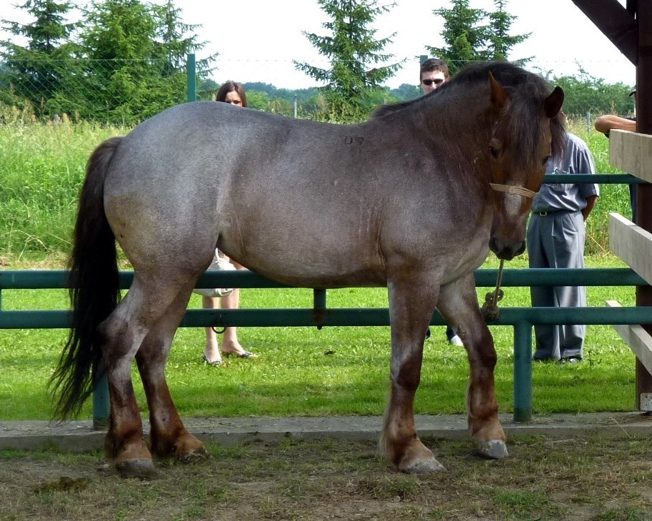 MEĐIMURSKI KONJ - MURAKÖZI LÓ - MEDJIMURJE HORSE