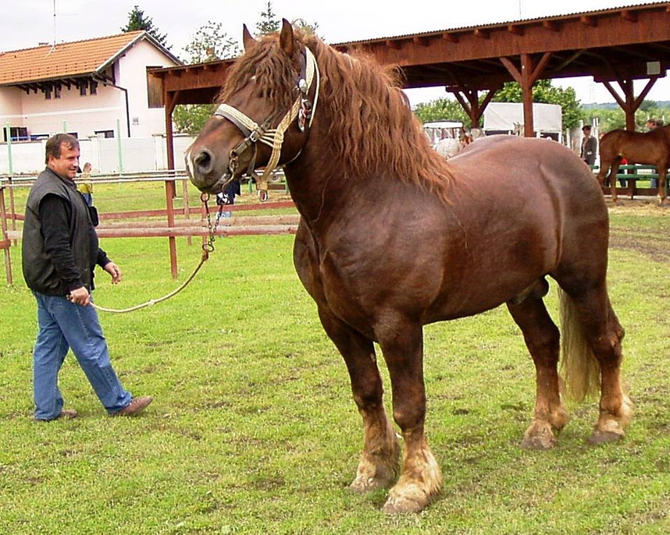 MEĐIMURSKI KONJ - MURAKÖZI LÓ - MEDJIMURJE HORSE