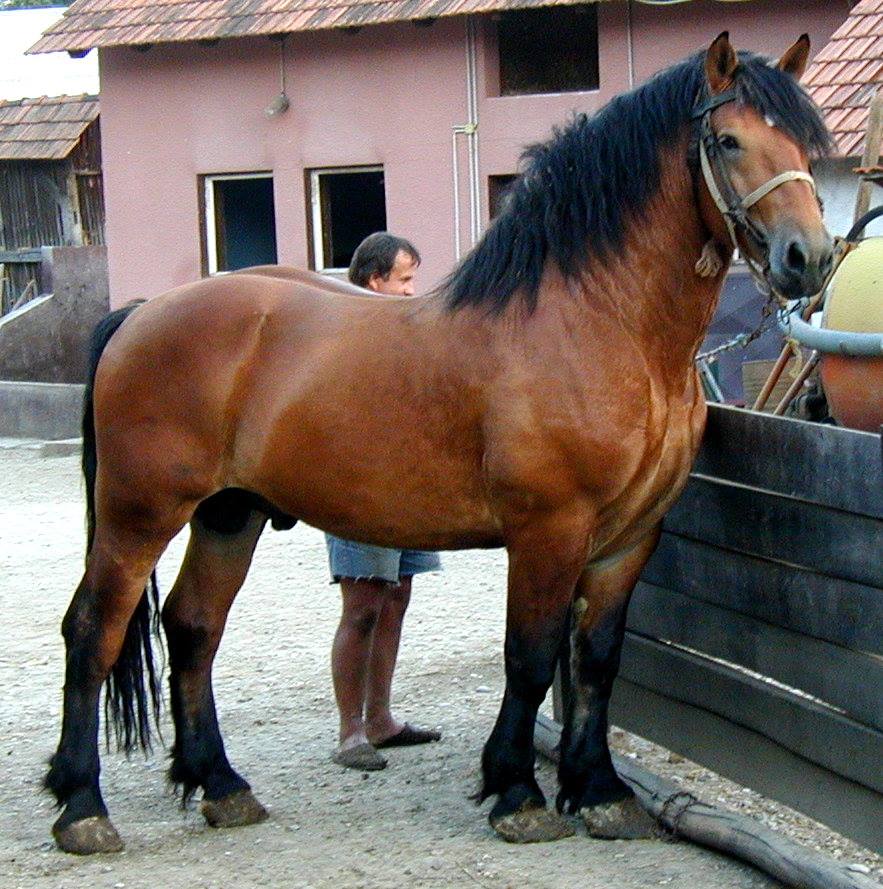 MEĐIMURSKI KONJ - MURAKÖZI LÓ - MEDJIMURJE HORSE