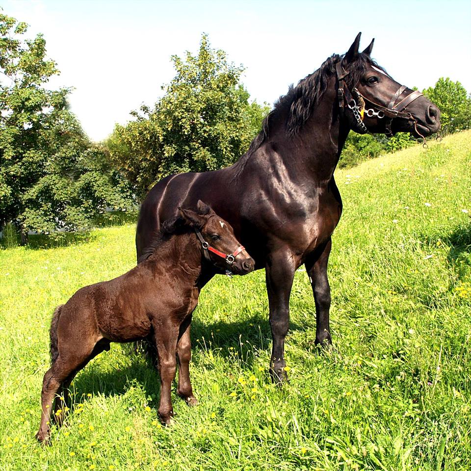MEĐIMURSKI KONJ - MURAKÖZI LÓ - MEDJIMURJE HORSE