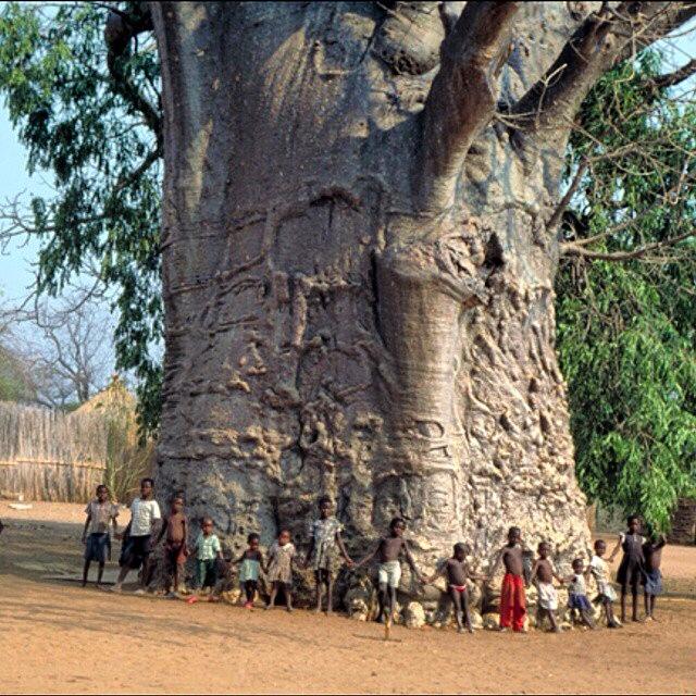Baobab drvo iz Južne Afrike, staro 2000 godina.