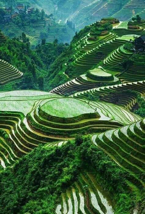 Banaue pirinčane terase, Filipini...