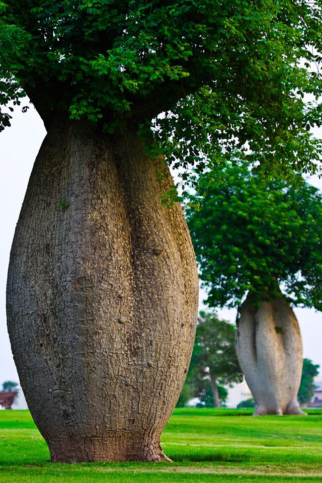 Toborochi drveće (Ceiba speciosa, Bolivija) koje izgleda kao da je trudno!