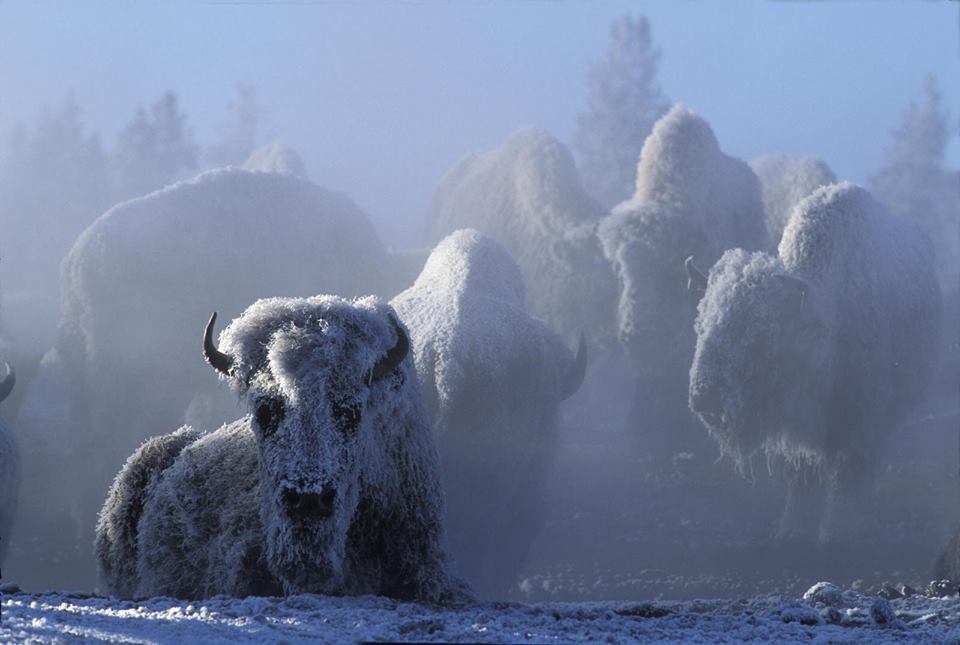 Bizoni u smrznutom Yellowstone parku, savezna država Wyoming, USA