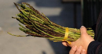 Jeste zatražiti dozvolu od Hrvatskih šuma za branje šparoga ili gljiva?