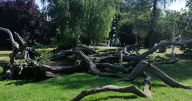 Staro drvo u parku Čakovec