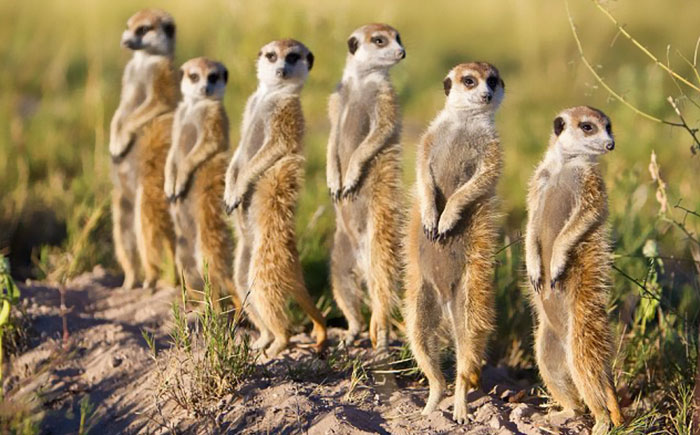 #26 The Meerkat Dolls