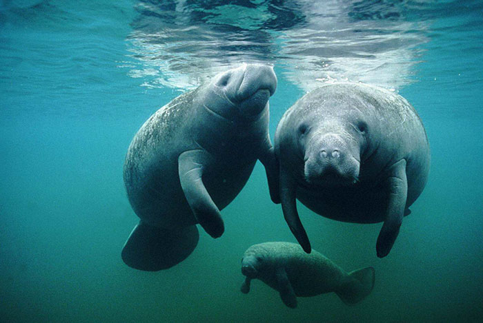 #27 Manatee-nevermind