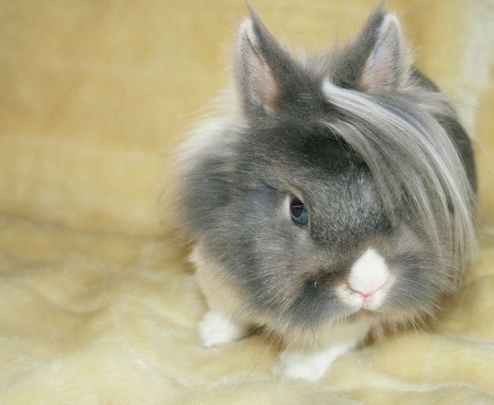 # 13 Emo Rabbit spreman je izbaciti svoj solo album
