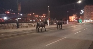 Konji sada mirno šetaju Sarajevom