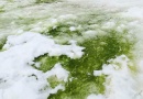 Zeleni snijeg širi se na Antarktici