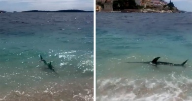 Sabljarka u Primoštenu stigla do same plaže