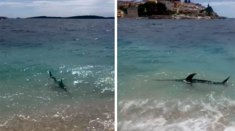 Sabljarka u Primoštenu stigla do same plaže