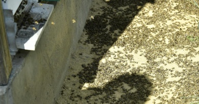 pomor pčela