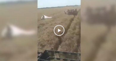 VIDEO: 20 golih mladića u žitu i jedna mladenka