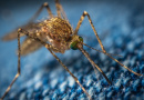 Znanost otkrila zašto nas komarci “vole”
