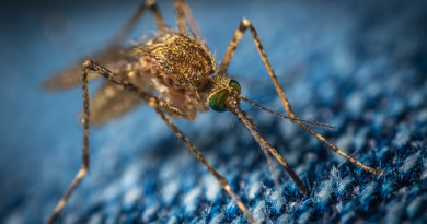 Znanost otkrila zašto nas komarci “vole”