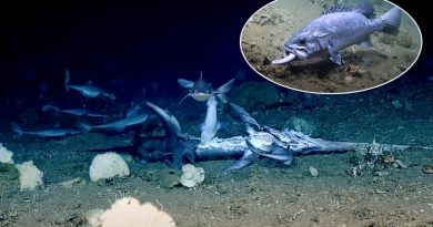 VIDEO: Snimali olupinu tankera, pa uhvatili rijedak trenutak bjesomučnog hranjenja