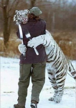 tigar