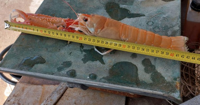 Kod Paškog mosta ulovljen škamp dug čak 43 centimetra što je novi svjetski rekord