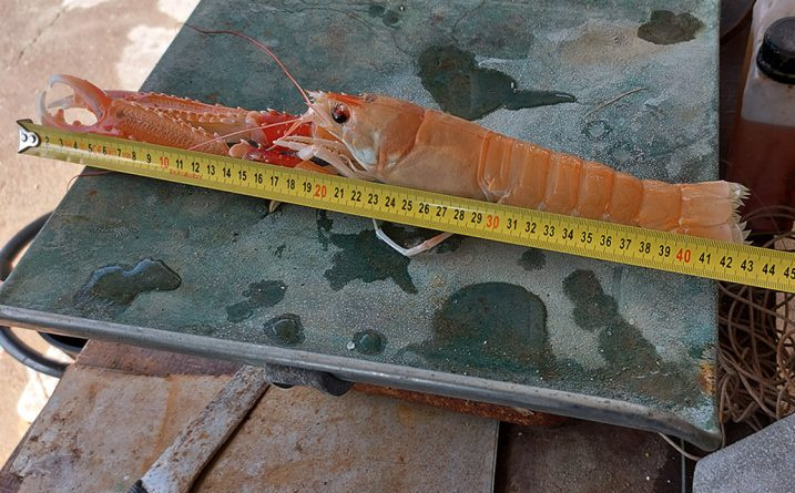 Kod Paškog mosta ulovljen škamp dug čak 43 centimetra što je novi svjetski rekord