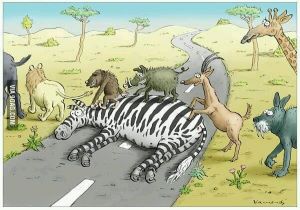 zebra