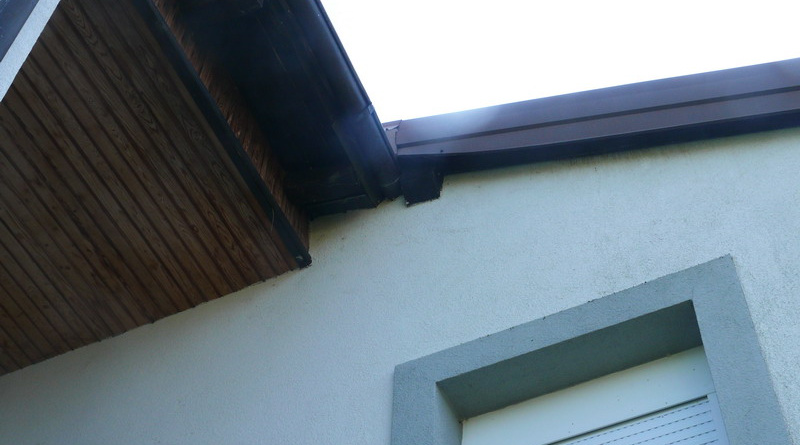 Što učiniti kad vam šišmiši postanu podstanari?