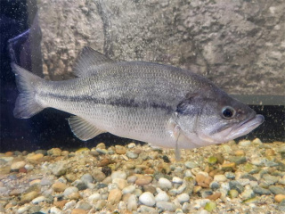PASTRVSKI GRGEČ
