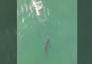VIDEO: Iz zraka snimio bijelu psinu koja pliva pored plivača