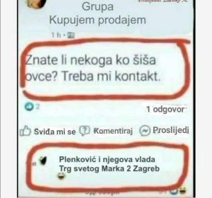 ovce