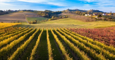 Međimurski vinari ponovno uspješni na najprestižnijem vinskom natjecanju Decanter