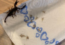 Austrijanka se vratila s odmora u Hrvatskoj i u prtljazi pronašla gomilu škorpiona