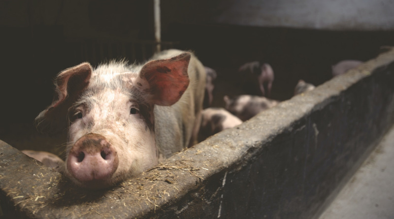 Priopćenje Ministarstva poljoprivrede glede pojave Afričke svinjske kuge u Srbiji
